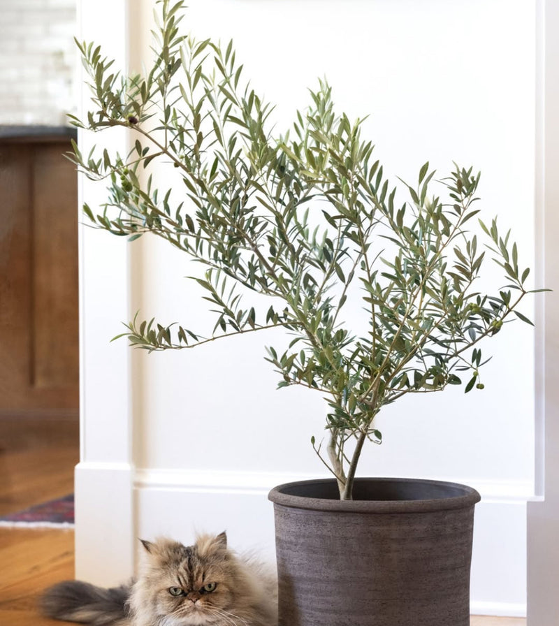 Olive gift trees
